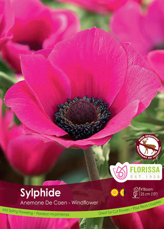 Anemone | Sylphide (12 Bulbs)