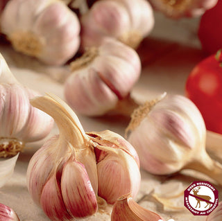 PRE-ORDER Fall Garlic | German Red