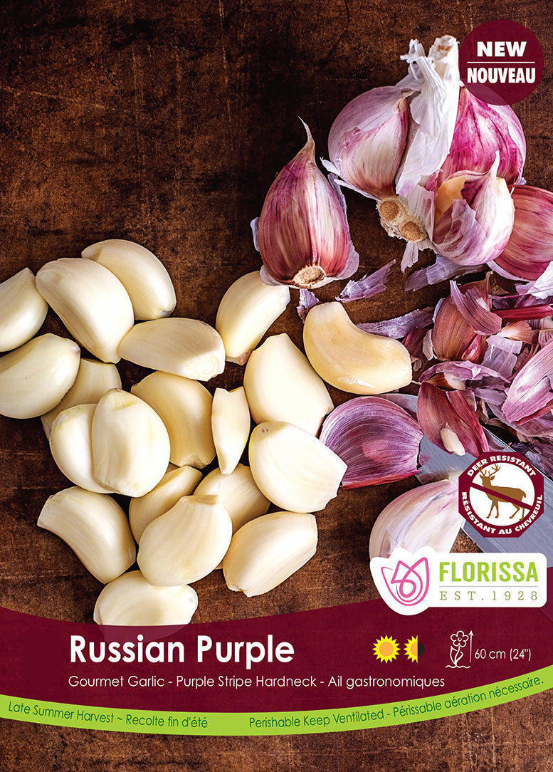 PRE-ORDER Fall Garlic | Russian Purple – The Seed Company by E.W. Gaze