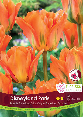 Tulipe - Disneyland Paris - Fosteriana (PRÉCOMMANDE)