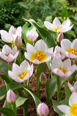 Tulip - Bakeri Lilac Wonder - Miniature (PRE-ORDER)