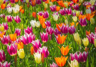 Tulip - Lilyflowering - Mixture