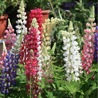 Colorful lupine flowers in a garden setting with blurred background