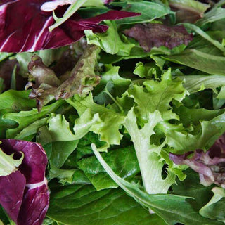 Organic Seed Tape | Mesclun French Salad Mix