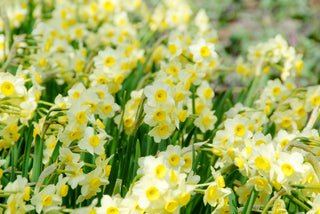 Daffodil - Minnow - Miniature Narcissus (PRE-ORDER)