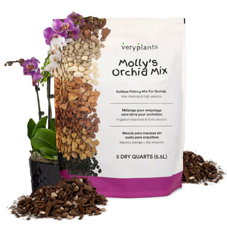 Molly's Orchid Mix