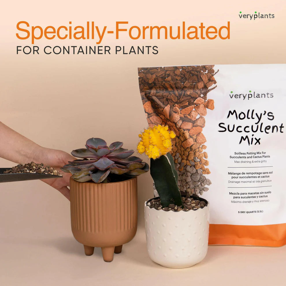 molly's succulent mix Molly's Succulent Mix – The Seed Company by E.W. Gaze