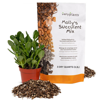 Molly's Succulent Mix