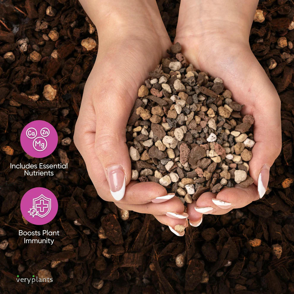 succulent seed Molly's Succulent Mix – The Seed Company by E.W. Gaze