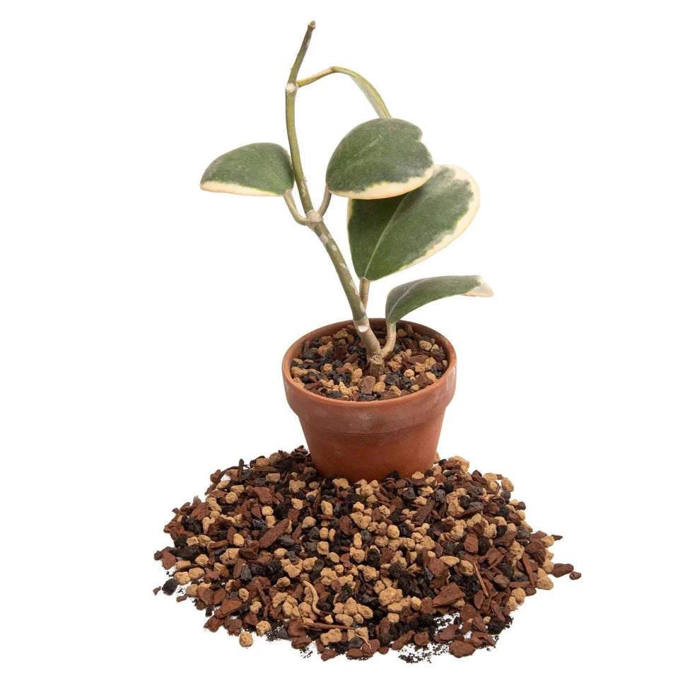 molly's succulent mix Molly's Succulent Mix – The Seed Company by E.W. Gaze