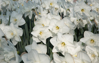 Daffodil - Mount Hood - Trumpet Narcissus (PRE-ORDER)