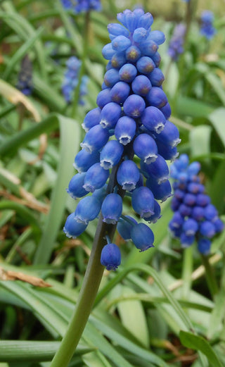 PRE-ORDER Muscari | Blue