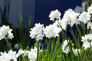 Daffodil - Paperwhite Narcissus (PRE-ORDER)