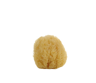 Natural Sea Sponge Small