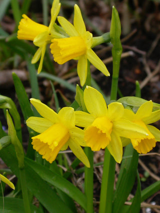 Daffodil - Tete A Tete - Miniature Narcissus (PRE-ORDER)