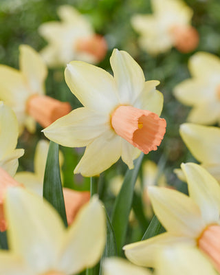 Daffodil - Carice - Miniature Narcissus (PRE-ORDER)