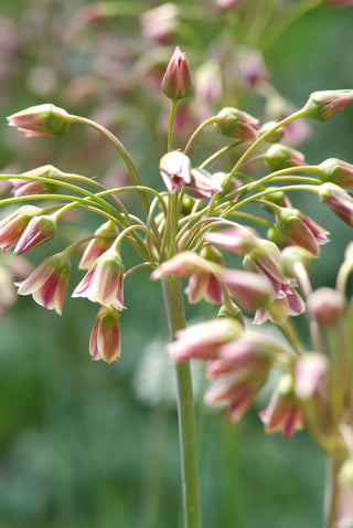 Allium - Nectaroscordum (Bulgaricum) (PRE-ORDER)