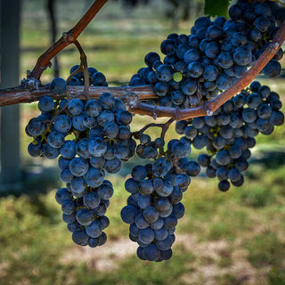 Close-up of dark blue grapes on a vine with a blurred outdoor background
