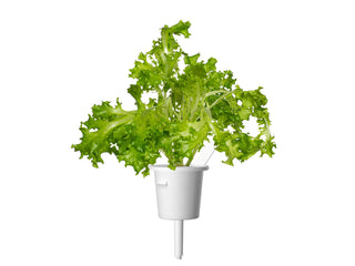 Click and Grow Refill 3-Pack - Oakleaf Lettuce