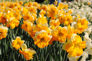 Daffodil - Orangery - Butterfly Narcissus (PRE-ORDER)