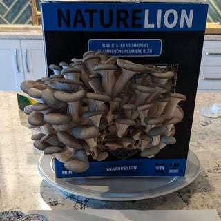 Mushroom Kit | Blue Oyster