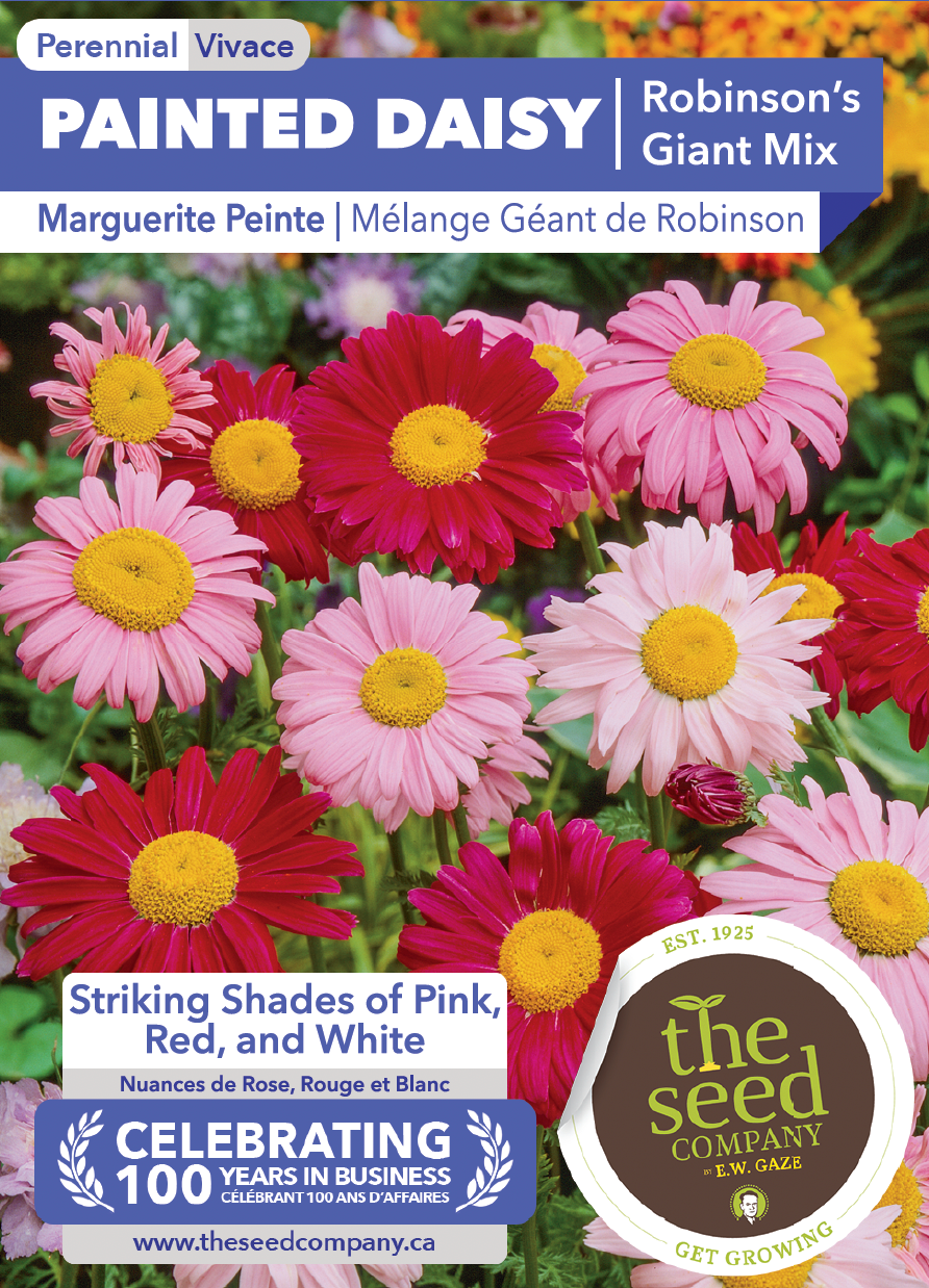 Painted Daisy | Robinson's Giant Mix – The Seed Company by E.W. Gaze Painted Daisy | Robinson's Giant Mix – The Seed Company by E.W. Gaze