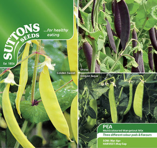 Suttons Seeds - Pea Multicoloured Mangetout Mix