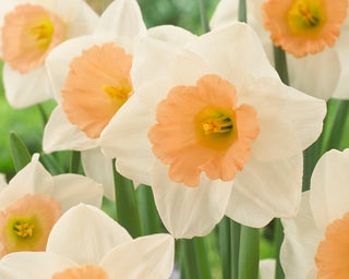 Daffodil - Peaches and Cream - Large Cupped Narcissus (PRE-ORDER)