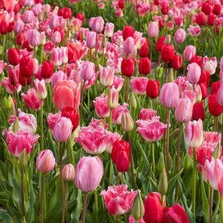 Tulip - All Season Pink - Mixture (PRE-ORDER)