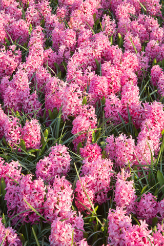 Hyacinth - Pink Pearl (PRE-ORDER)