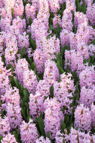 Hyacinth - Pink Surprise (PRE-ORDER)