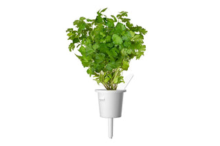 Click and Grow Refill 3-Pack - Plain Parsley