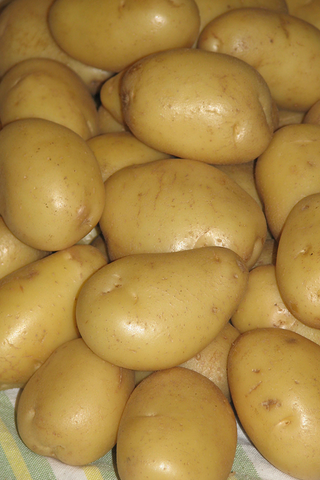 Pommes de terre de semence Kennebec (blanches) sac 2kg