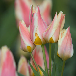 Tulip - Quebec (Bunching)