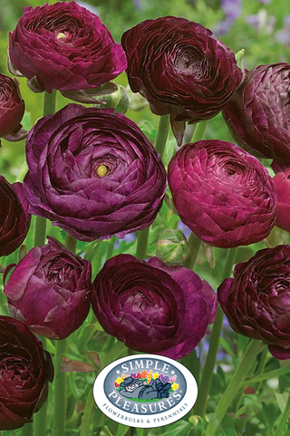 Ranunculus - Purple Sensation