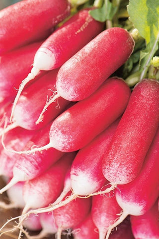 Close-up of red radishes with green leaves