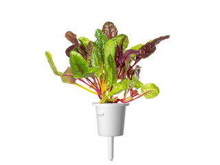 Click and Grow Refill 3-Pack - Rainbow Chard