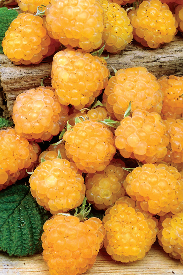 Fall Gold Raspberry Specimen Raspberry | Fall Gold (Live Cane) – The Seed Company by E.W. Gaze