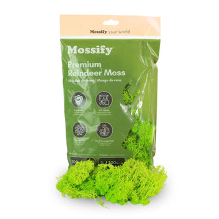 Premium Reindeer Moss Bag Mint 100g