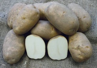 Seed Potatoes "Russet Burbank" 10 lb