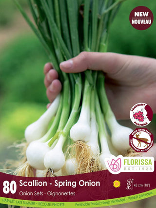 Onion Sets | Scallion (80 pcs)