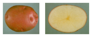 PRE-ORDER Seed Potatoes "CHIEFTAIN" (Red) 10lb