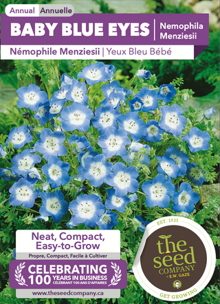 Yeux bleu bébé, Nemophila