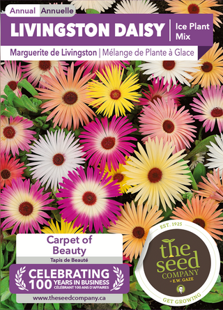 Marguerite, couleurs mélangées Livingston (plante à glace)