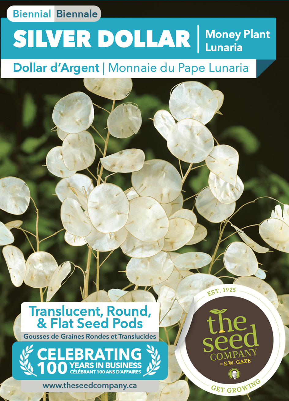 money plant lunaria seeds Silver Dollar