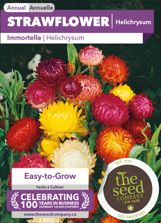 Strawflower | Helichrysum