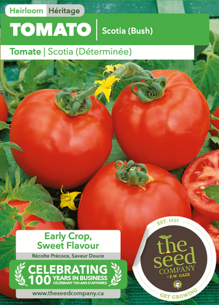 Tomate, Scotia Bush - 60 jours