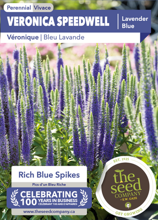 Veronica Speedwell | Lavender Blue
