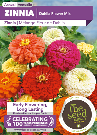 Zinnia, mélange de fleurs de dahlias (graines)