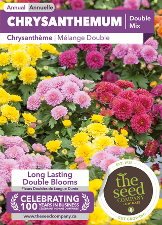 Chrysanthemum | Double Mix
